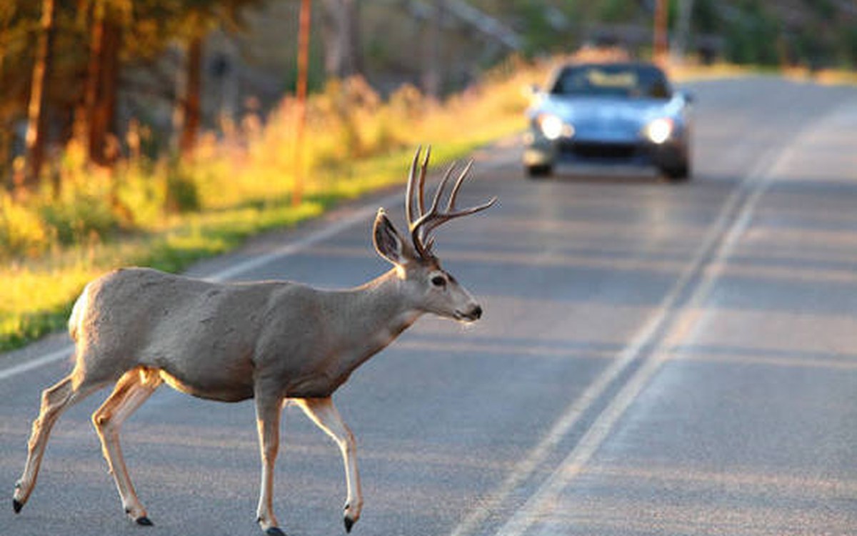 Hit a Deer in Wisconsin? Here's What To Do Next